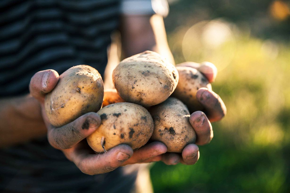 Potato Scandinavia 18. august 2022